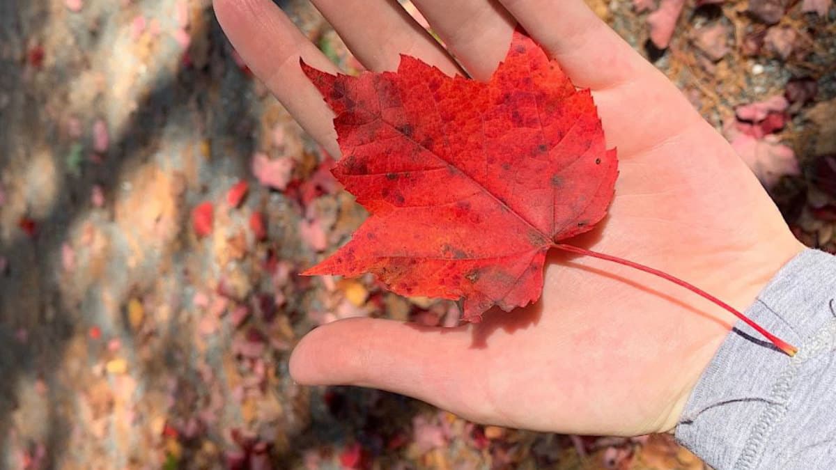 A hand holding a vivid red maple leaf in an autumn landscape.
