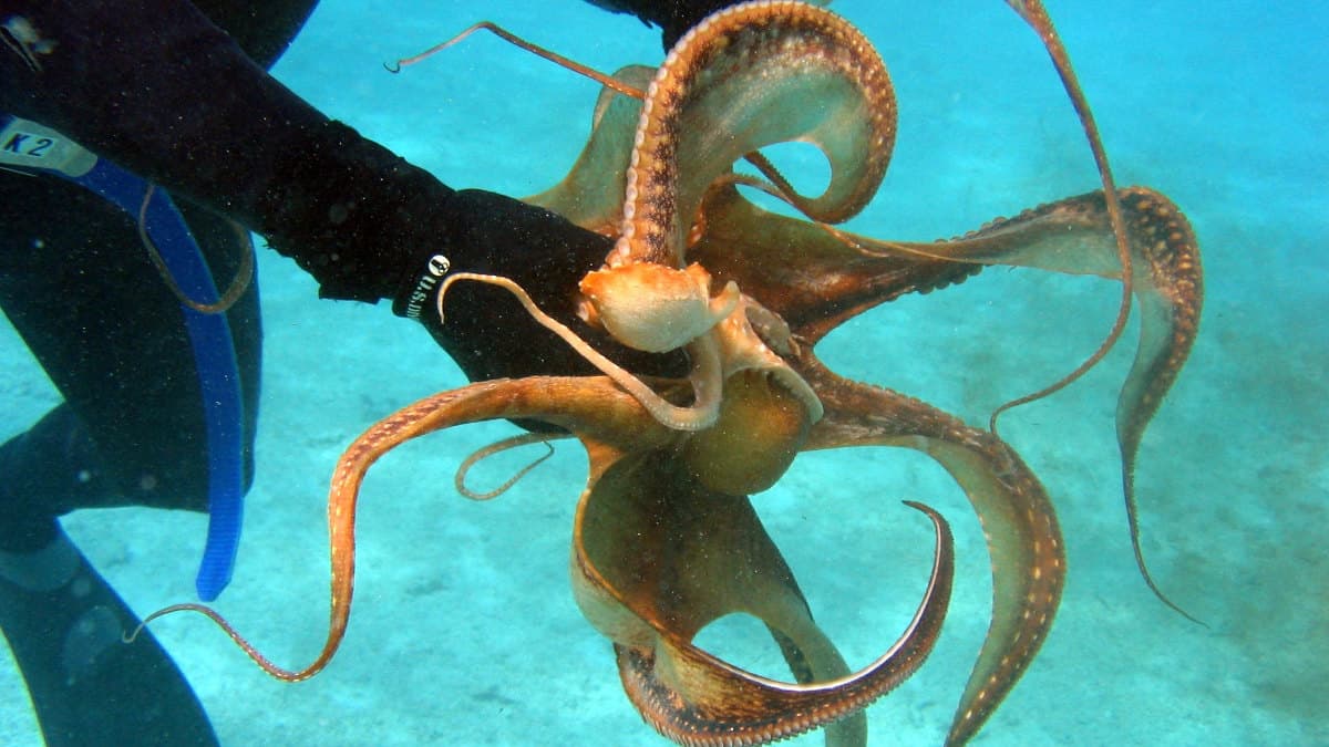 An ornate octopus resting on the seafloor among rocks and coral.